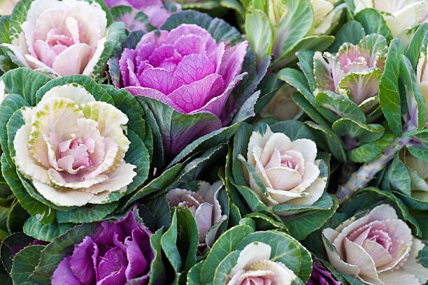 Cabbage (Ornamental) Crane Pink