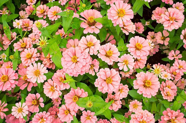 Zinnia Profusion Apricot