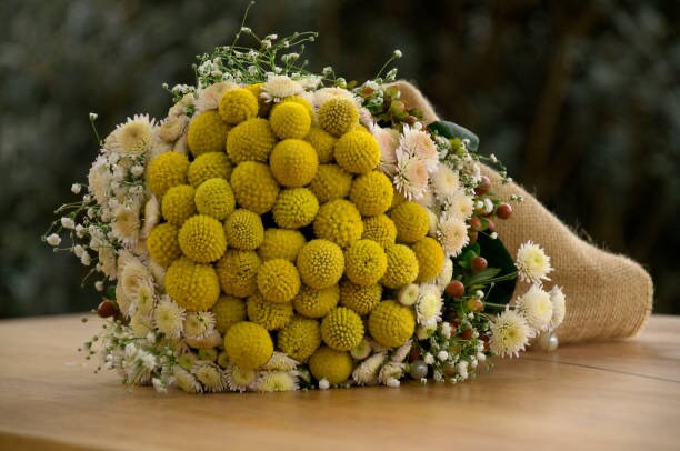 50 Craspedia globosa seeds, Billy Button Seeds, Dried Flowers, Globe Blooms, Yellow Balls