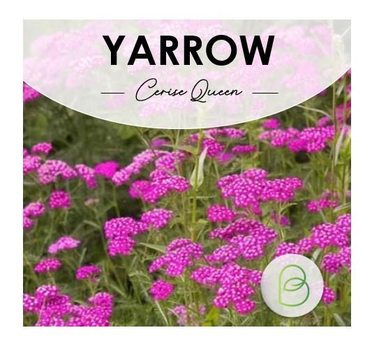 Yarrow Cerise Queen