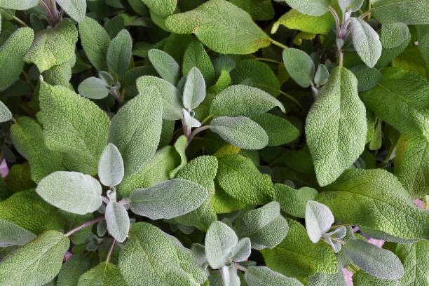 Sage White