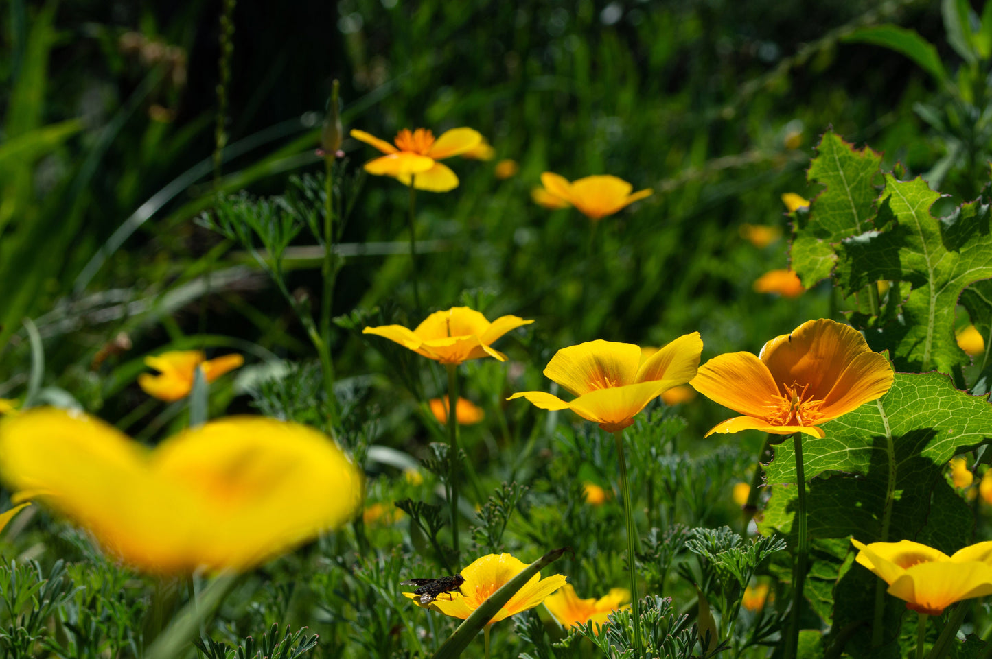 Poppy Dwarf Golden California
