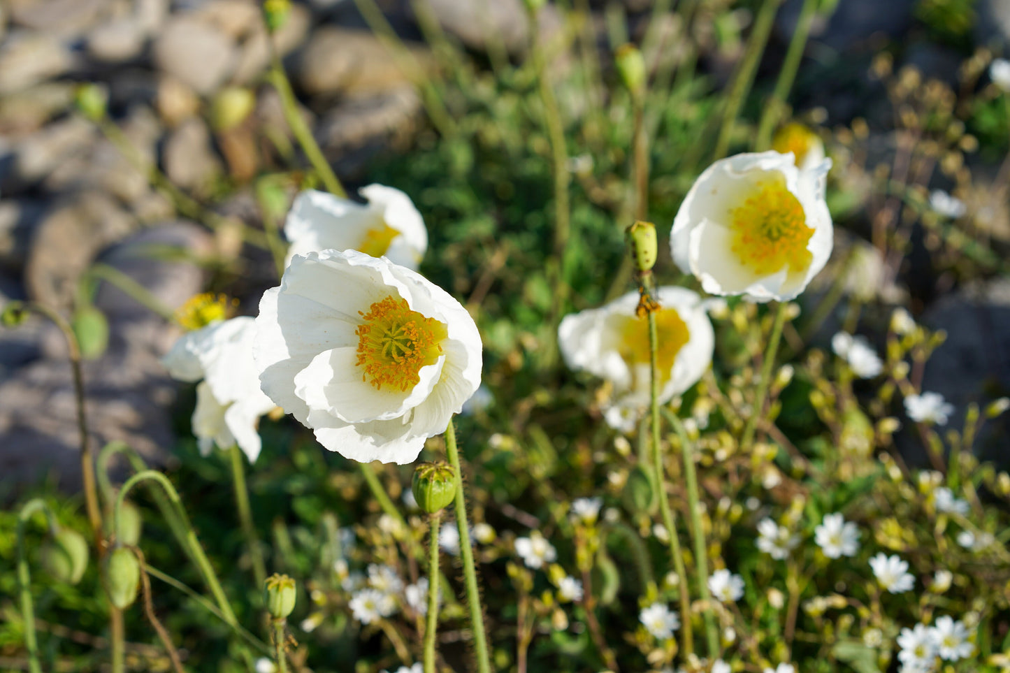 Poppy