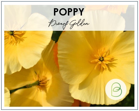Poppy Dwarf Golden California