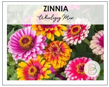 Zinnia Whirligig Mix