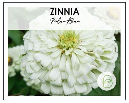 Zinnia White Polar Bear