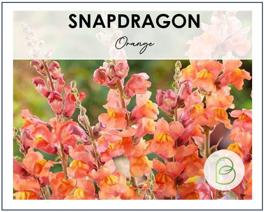 Orange Snapdragon