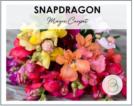 Snapdragon Dwarf Magic Carpet