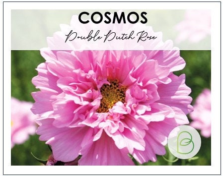 Cosmos Double Dutch Rose 25 Seeds, Cosmos bipinnatus seeds, Double Dutch Rose 25+ Seeds
