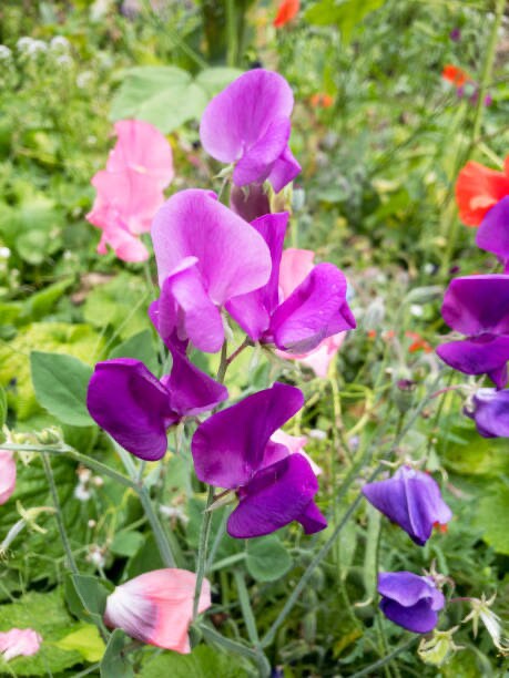 Dwarf Sweet Pea Bijou Mix