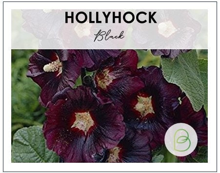 Hollyhock Black