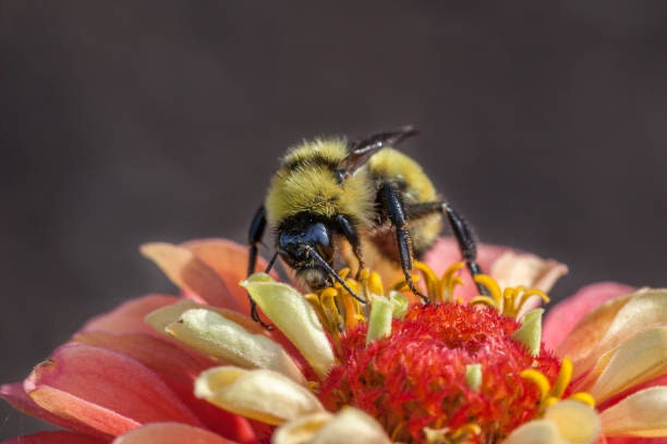 Zinnia Queen Lime Orange