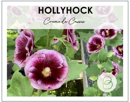 Hollyhock Creme de Cassis