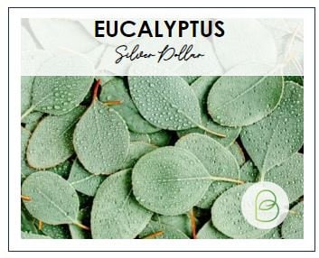 Eucalyptus Silver Dollar Tree