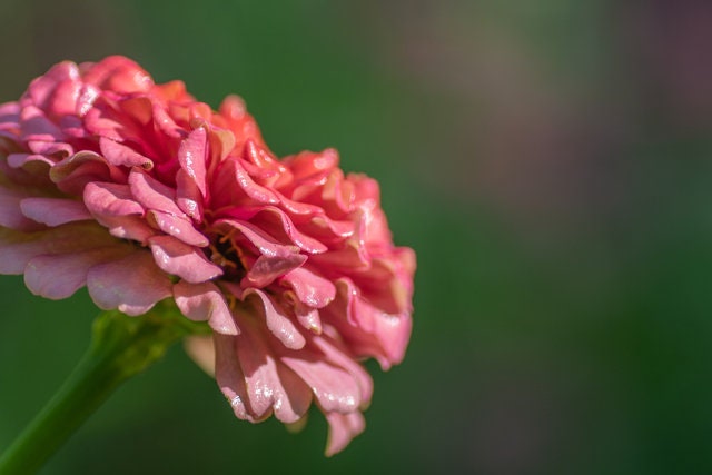 Zinnia Dreamland Salmon