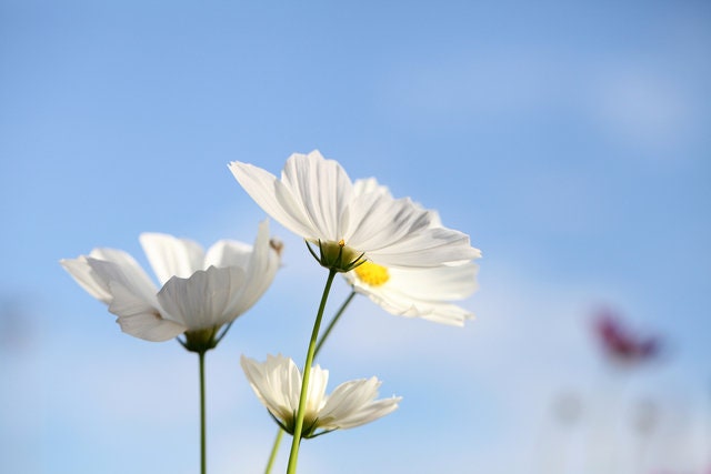 Cosmos Purity