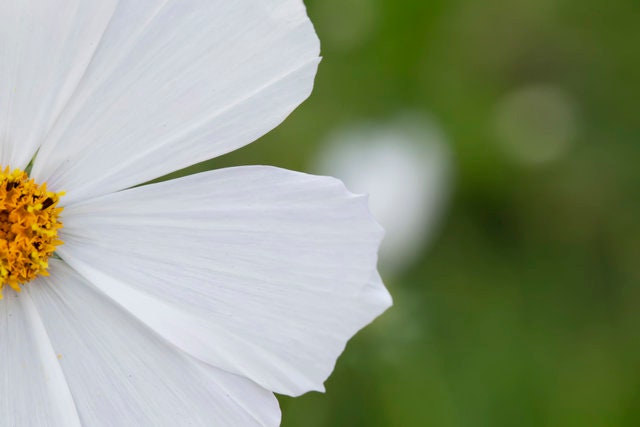 Cosmos Purity
