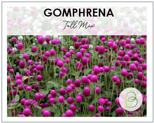Globe Amaranth Tall Mix