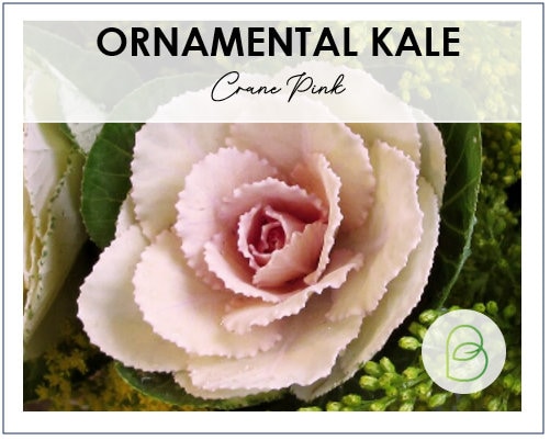 Cabbage (Ornamental) Crane Pink