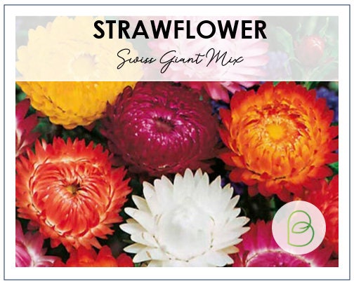 Strawflower Swiss Giant