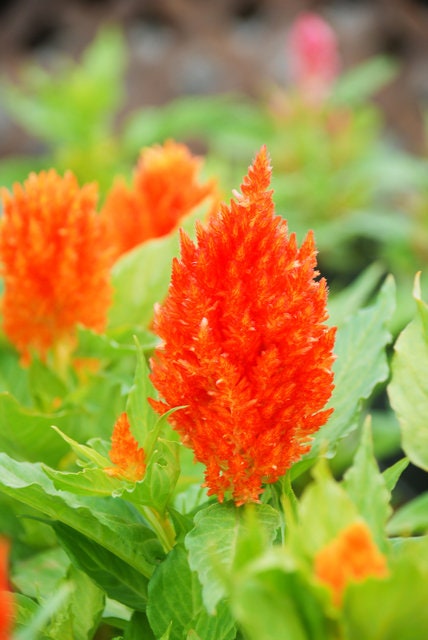 Celosia Sunday Orange