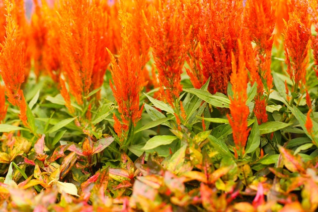Celosia Sunday Orange