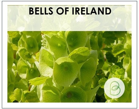 Bells of Ireland
