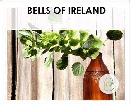 Bells of Ireland