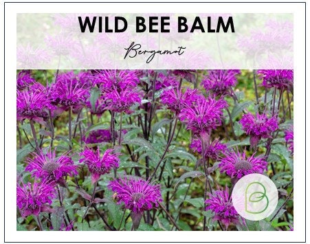 Wild Bergamot 650 Seeds, 0.25g, Monarda, Bee Balm, Pollinator Flowers, Heirloom Herb Seeds, Wild flower seeds, Flower mix, Monarda Fistulosa