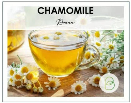 Roman Chamomile