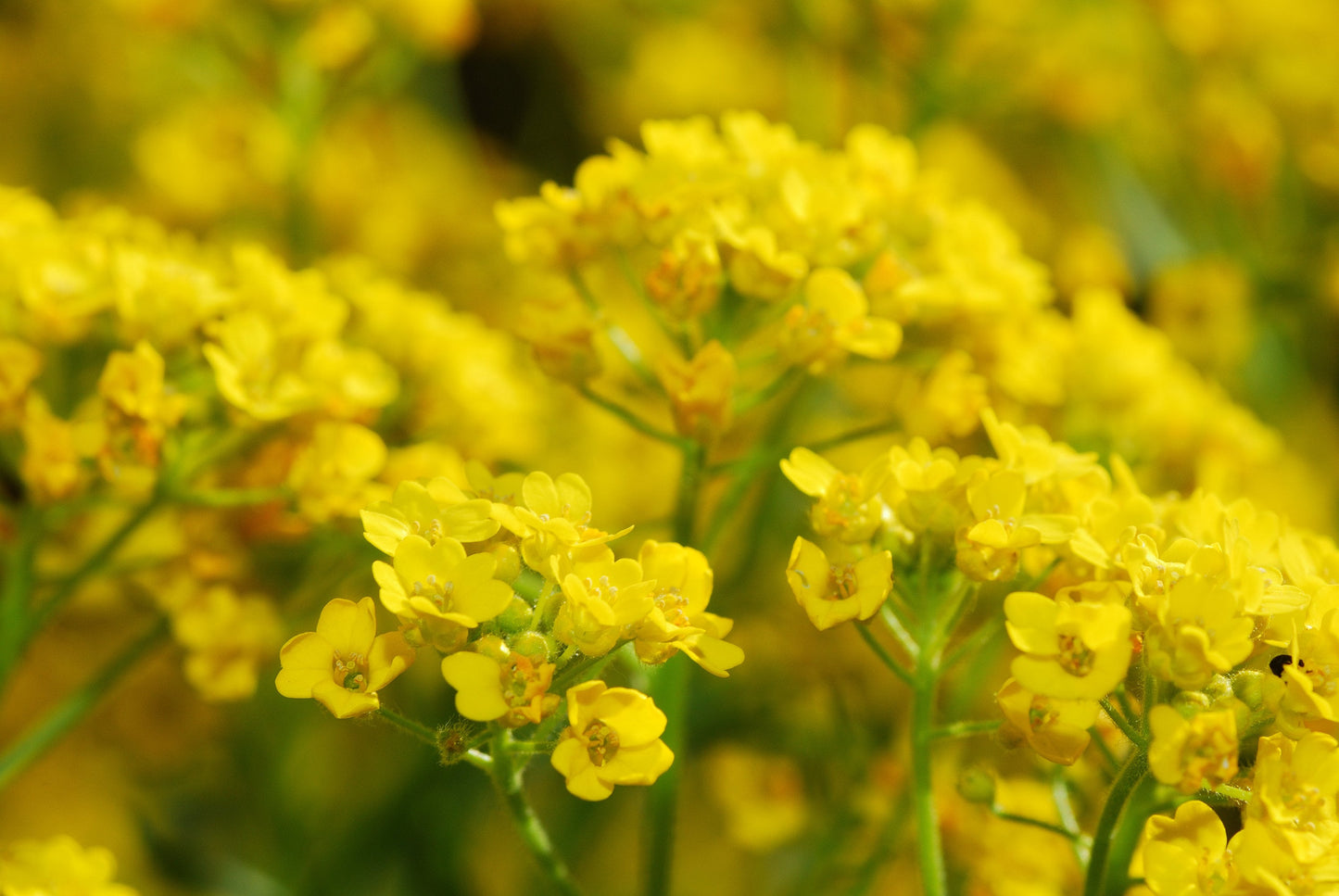 Alyssum Basket of Gold