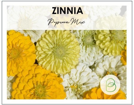 Zinnia Popcorn Mix