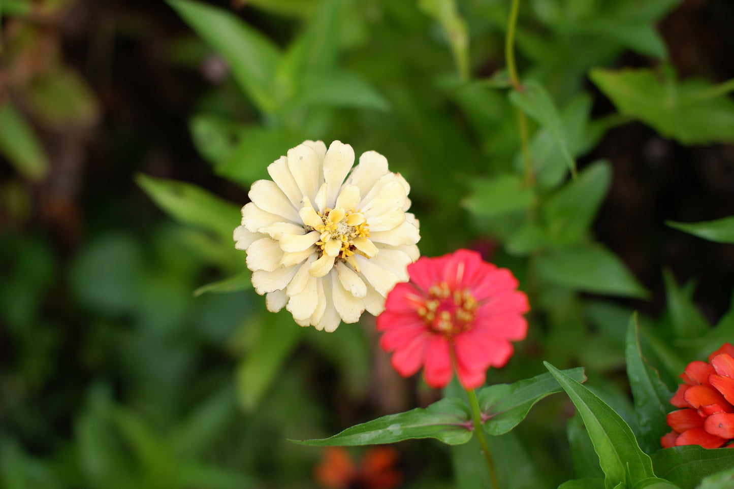 Zinnia Scarlet Snow Mix
