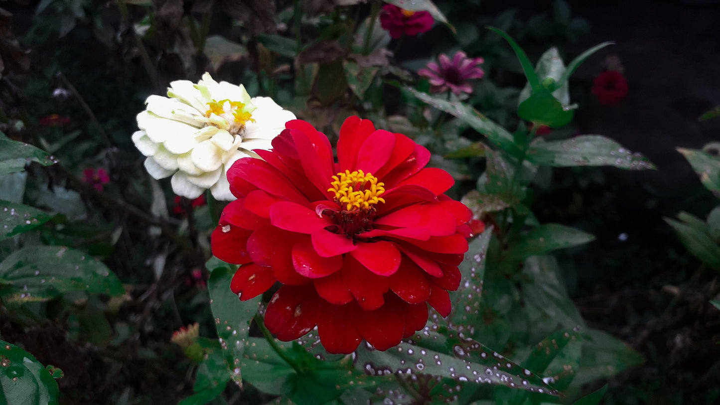 Zinnia Scarlet Snow Mix