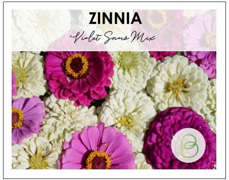 Zinnia Violet Snow Mix