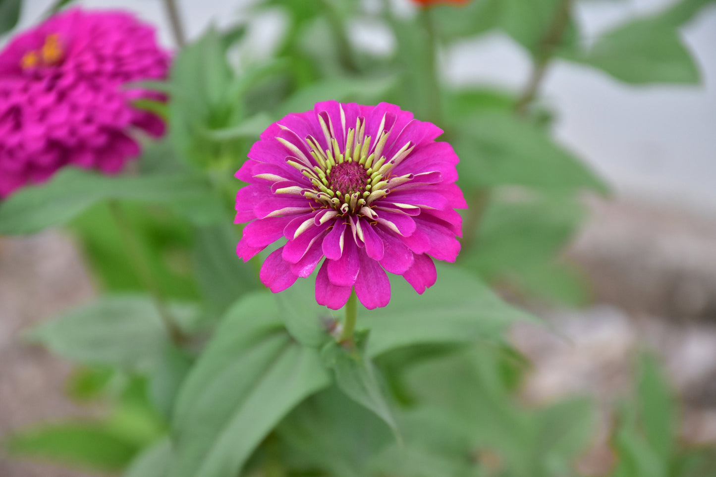 Zinnia Violet Snow Mix