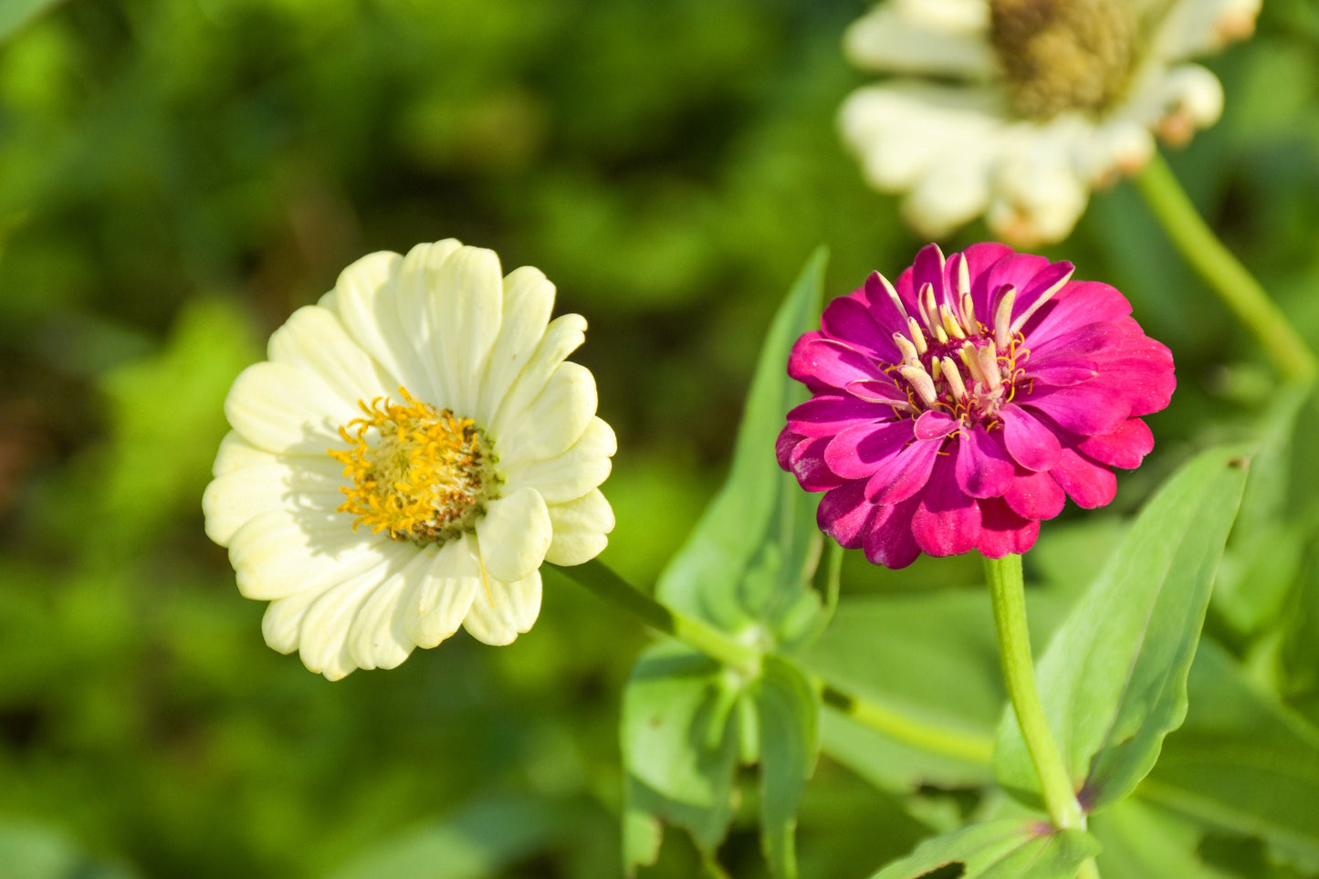 Zinnia Violet Snow Mix