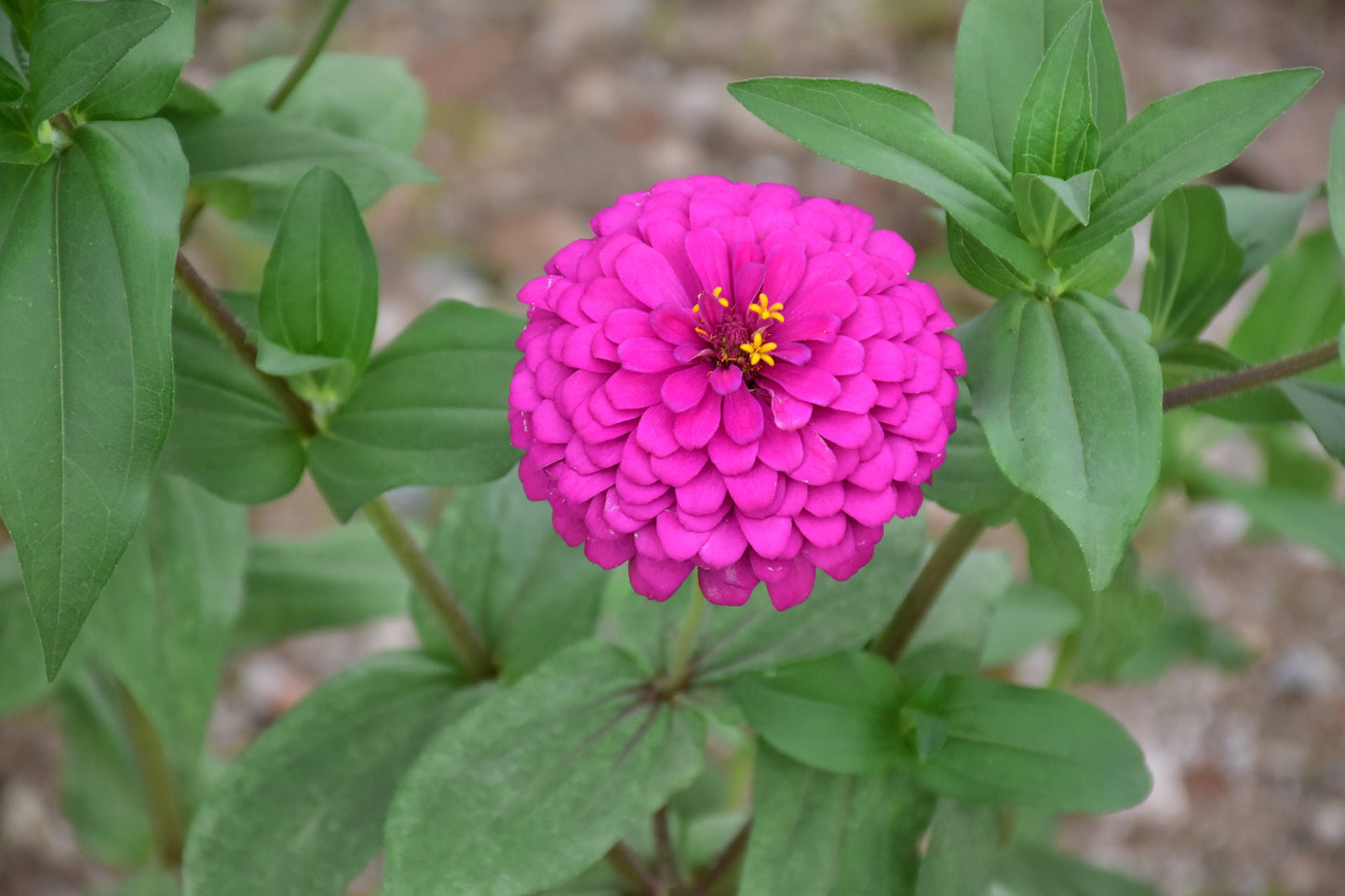 Zinnia Violet Snow Mix
