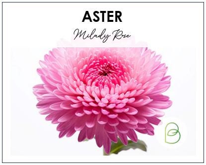 Aster Milady Rose