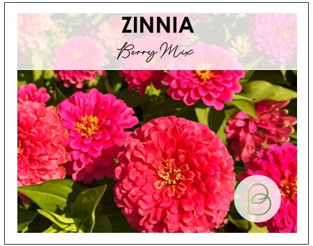 Zinnia Berry Mix