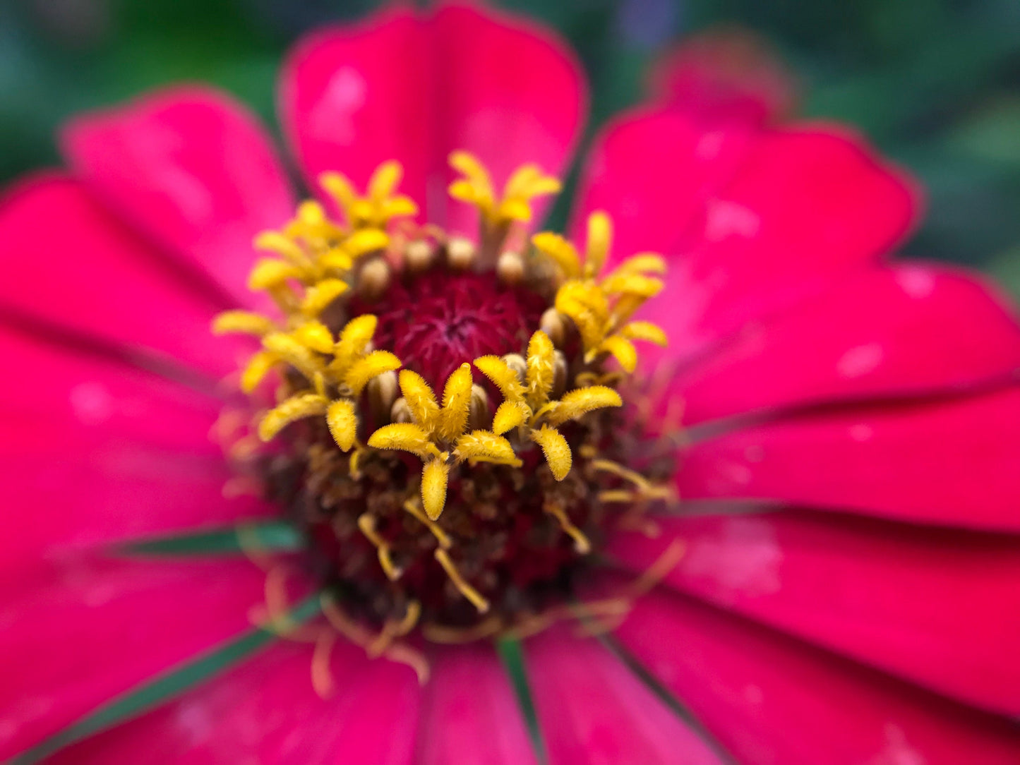 Zinnia Berry Mix