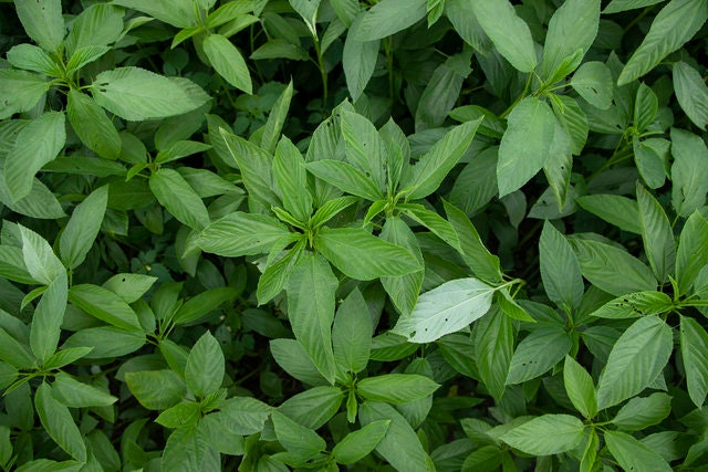 Basil Siam Queen