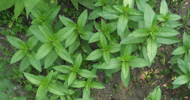 Basil Licorice
