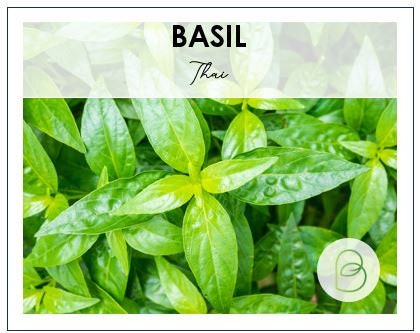 Basil Thai