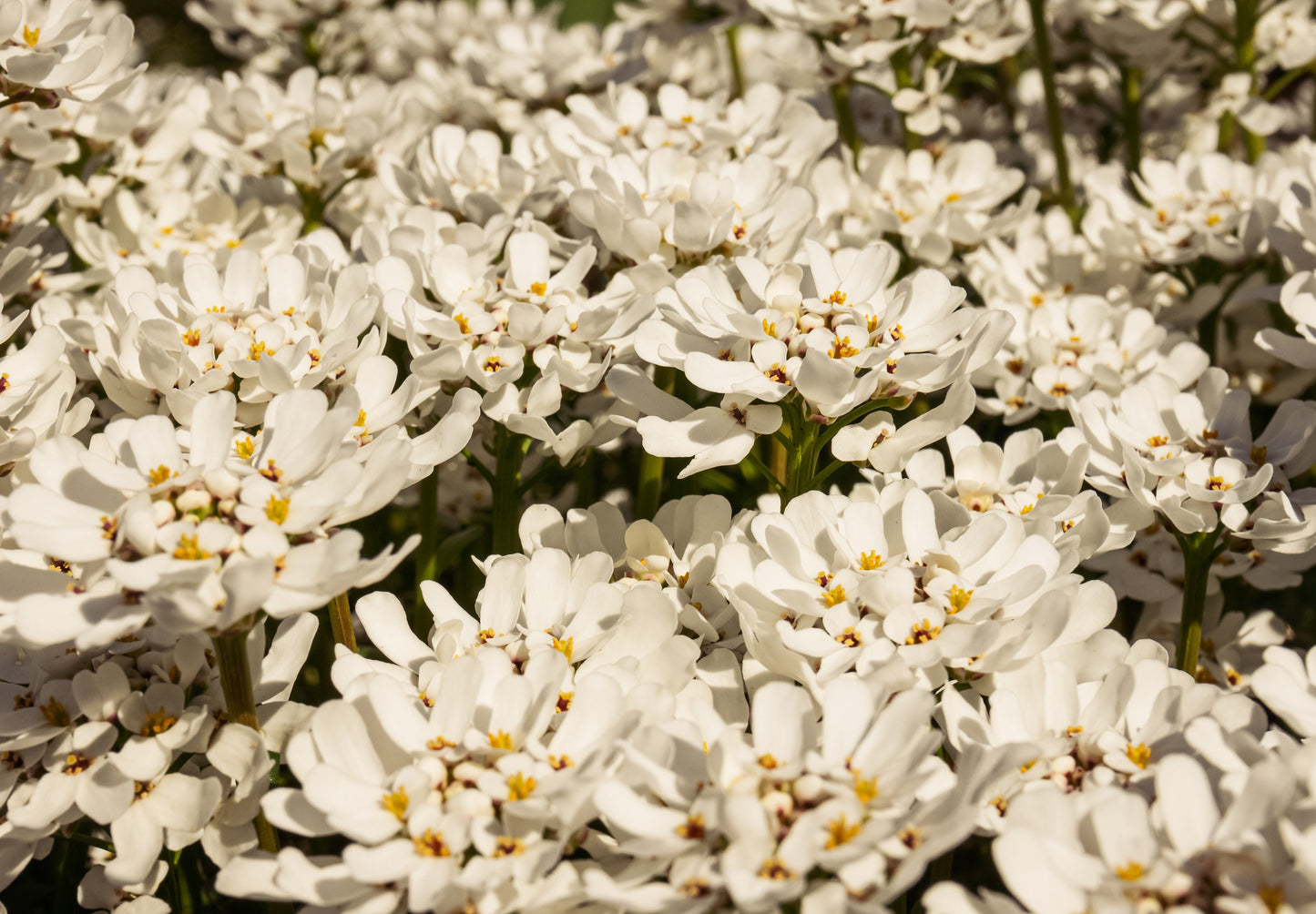 Candytuft Empress Rocket