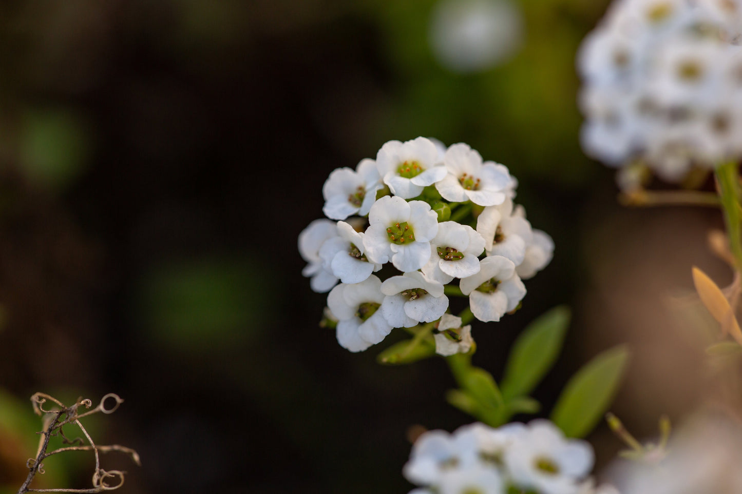 Candytuft Empress Rocket