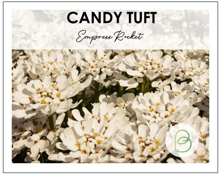 Candytuft Empress Rocket