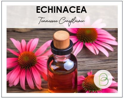 Echinacea Tennessee Coneflower