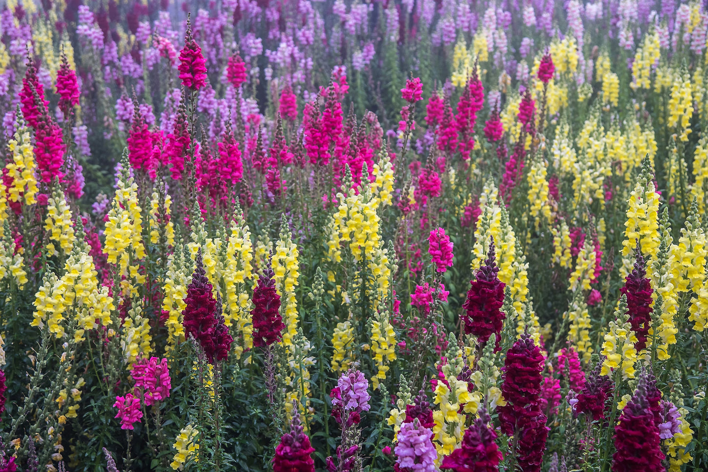 Snapdragon Tall Rust Resistant Mix