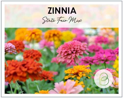 Zinnia State Fair Mix
